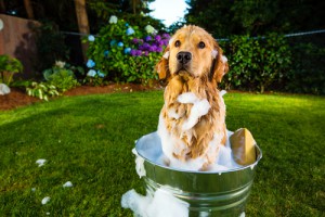 I migliori consigli per lavare il vostro cane
