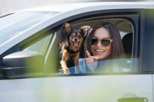 Il mal d'auto negli animali domestici
