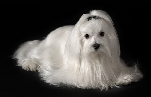 Il Maltese, un cane di lusso