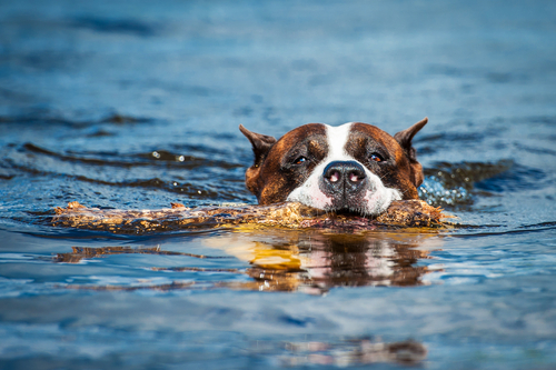 Come far sparire la paura dell'acqua nel cane
