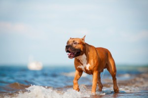 L'American Pit Bull Terrier: fedele e robusto