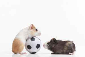 Le principali razze di criceto