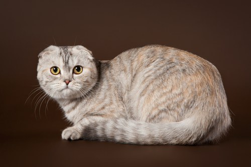 scottish-fold-3