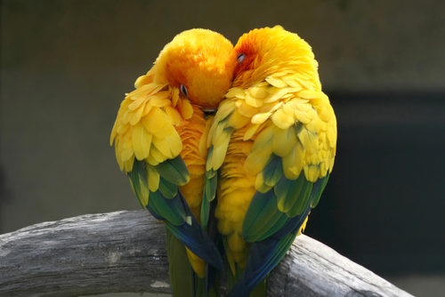 sesso-pappagalli-2