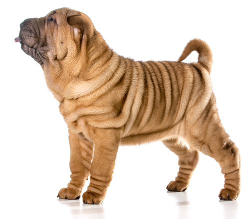 shar-pei-2