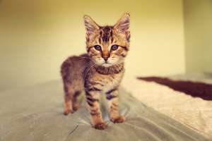 Le unghie dei gatti: come comportarsi?