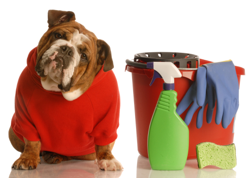 Eliminare l’odore di urina di cane con metodi naturali