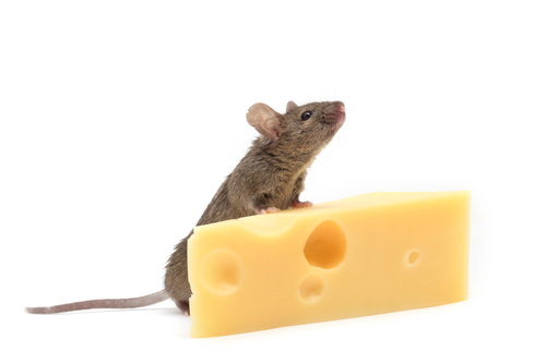 topo e formaggio