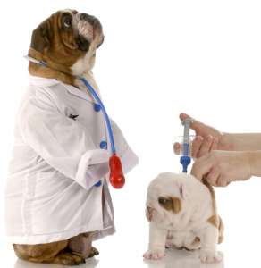 Il ciclo di vaccinazione dei cani