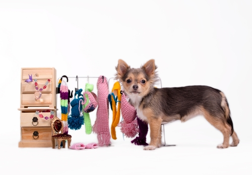 Provereste a confezionare i vestiti del vostro cane?