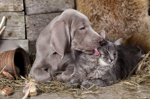 Cane bacia gattino