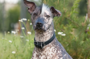 8 razze di cane che amano il caldo
