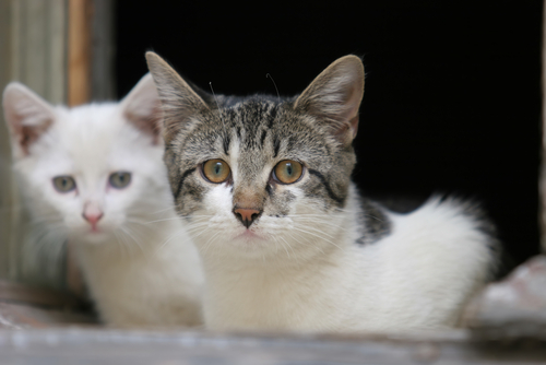 gatto bianco e grigio e gatto bianco colpiti da AIDS