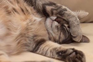Cos'è la peritonite infettiva felina?