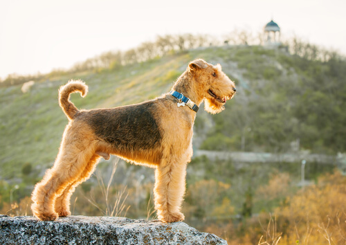 airedale-terrier-2
