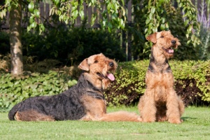 Cani di razza: l'Airedale Terrier