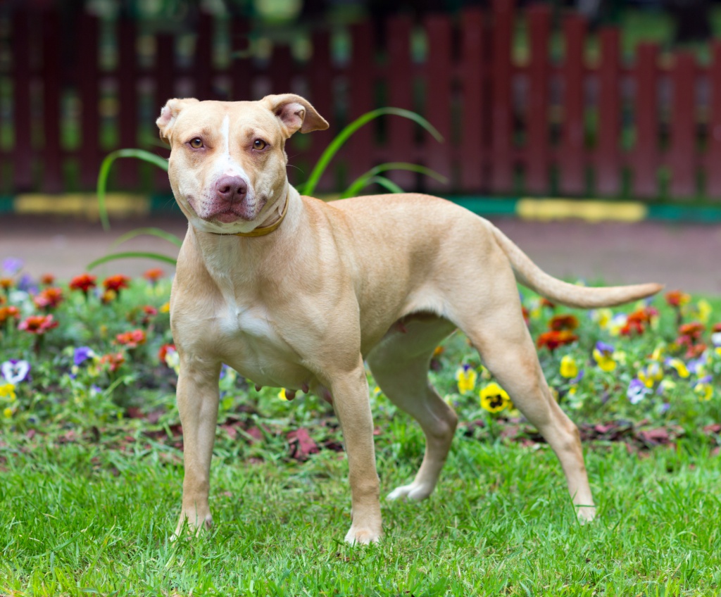 american-pitbbull-terrier-1024x848