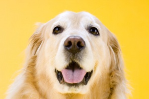 L'intuizione nei cani