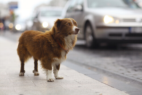 Progetto fotografico per la sensibilizzazione contro l'abbandono dei cani
