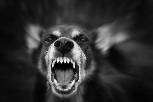 cane-aggressivo