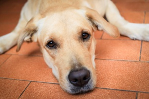 Come prendersi cura di un cane quando invecchia