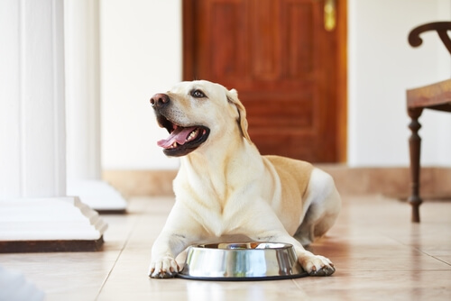 Un'alimentazione casereccia per i vostri cani è possibile