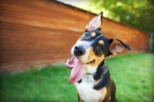 Cosa fare quando il cane ha la diarrea