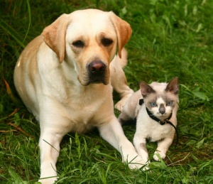 Come prevenire l'allergia agli animali domestici