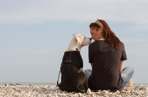 cane-felice