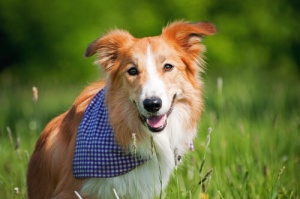 Programmi preventivi: come curare al meglio il vostro cane