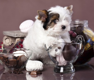 Ecco perché il cioccolato è nocivo per il cane