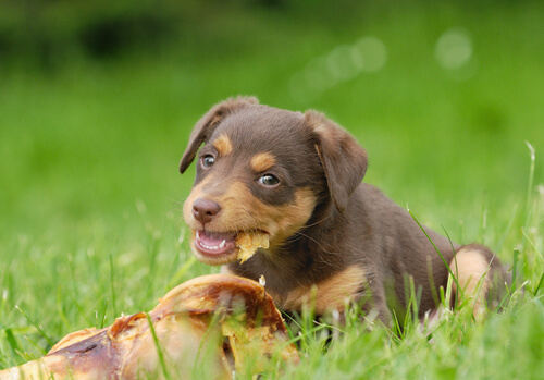 cane-mangiando2