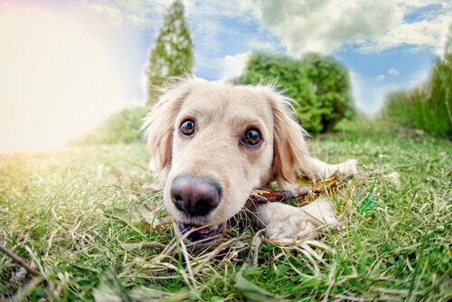 Conoscete i cinque sensi dei cani e il loro sesto senso?