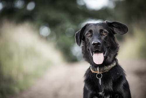 Parvovirosi canina: trasmissione, sintomi e cure