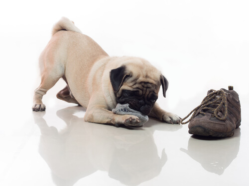 cane-scarpe