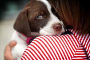 Consigli per l'addestramento di cani timidi