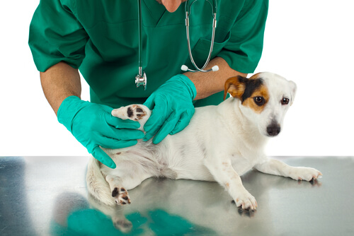Displasia dell'anca nei cani: come combatterla?