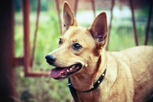 Svantaggi dell'amputazione a fini estetici