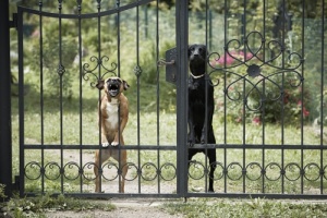 Esistono cani aggressivi o si tratta solo di padroni pericolosi?
