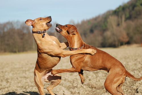 Cani dominanti: alcuni metodi per addestrarli
