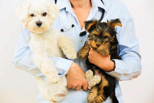 cani-veterinario