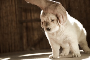 Il cane è pieno di zecche. Come rimuoverle?