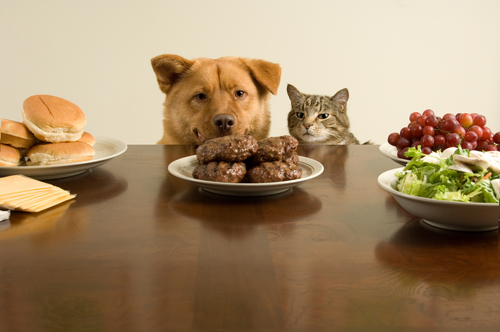 Il cibo per cani fa male ai gatti? E viceversa?