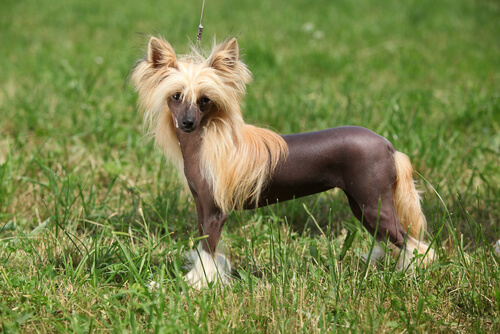 crested