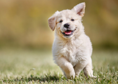 Scoprite come fanno i cani a comunicare con le espressioni facciali