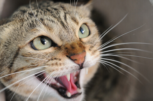 dentatura felina