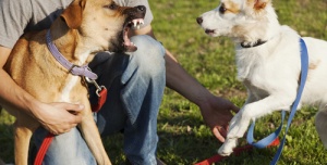 Consigli per risolvere le dispute tra animali domestici