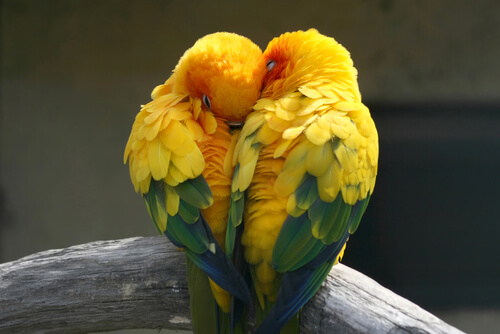 due-pappagalli