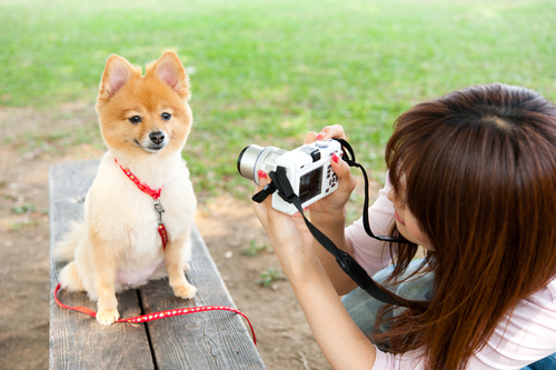 fotografa scatta una fotografia a cane fulvo