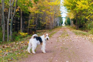 Il Fox Terrier, cane allegro e intelligente